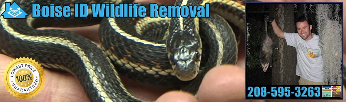 Boise
 Wildlife and Animal Removal
